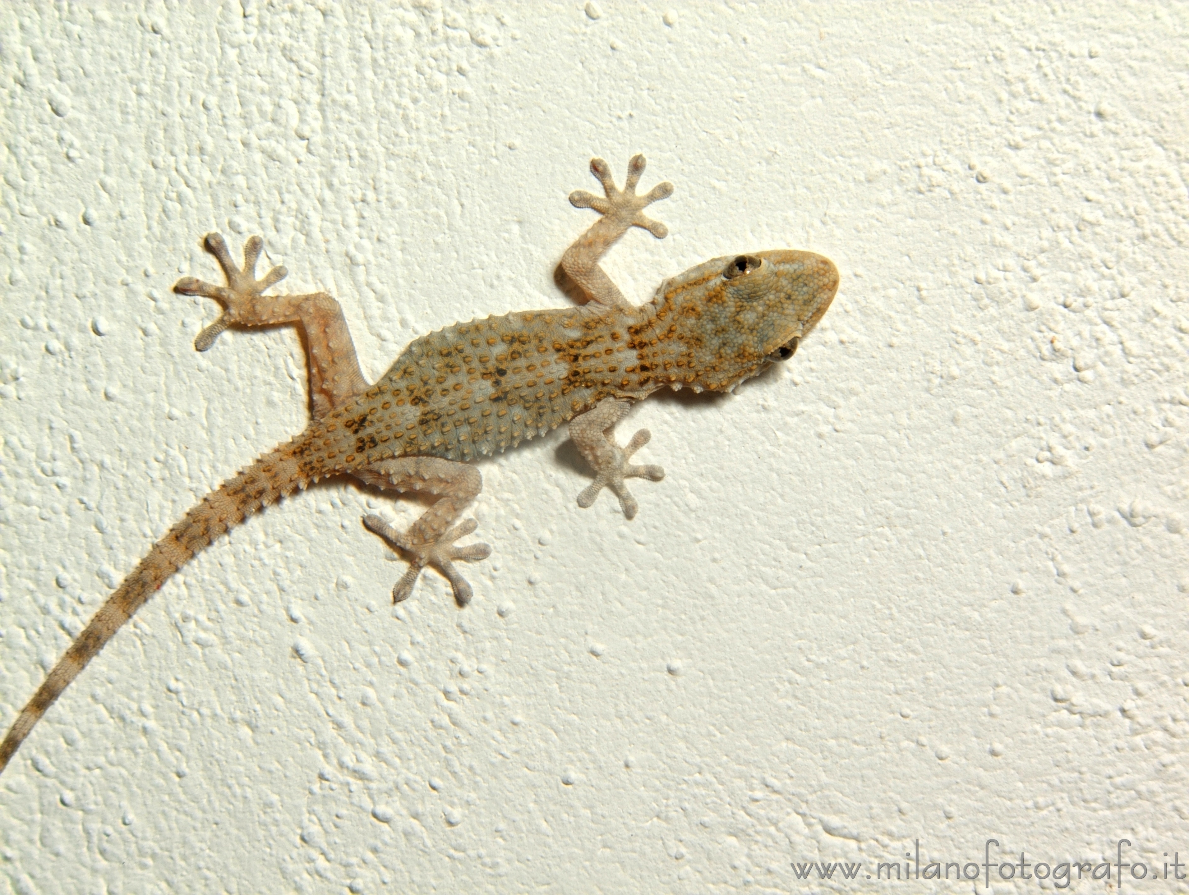 Taviano (Lecce, Italy) - Gecko on the wall of a house